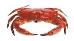 Crustaceo 1.png